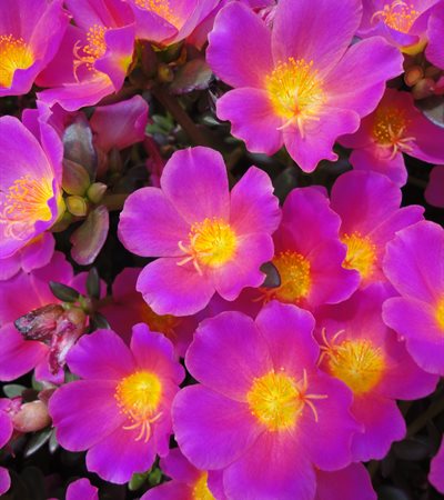 Purslane Pazazz™ Pink Glow